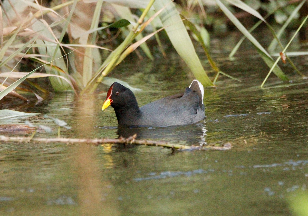 Red-fronted Coot - ML620472112