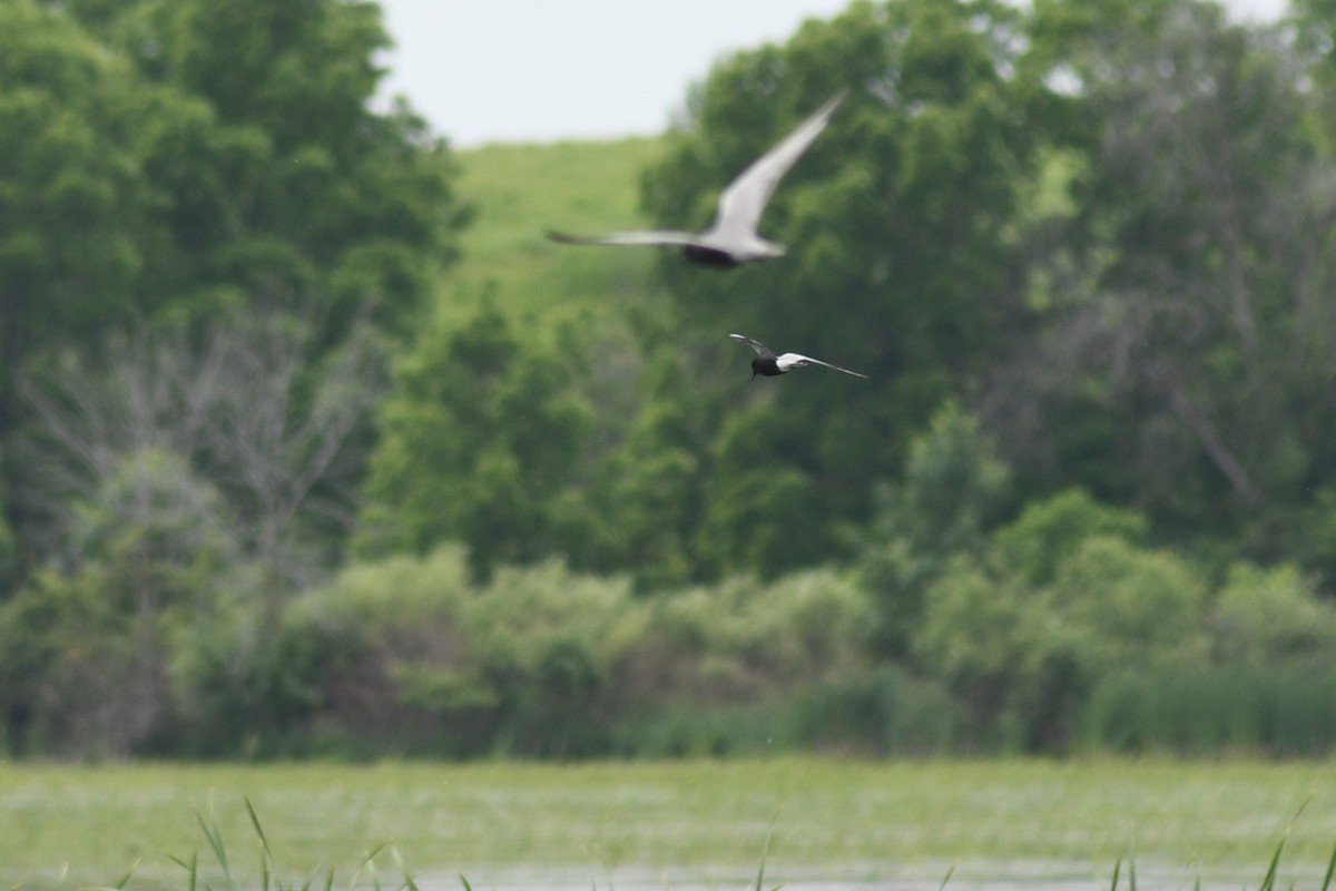 Black Tern - ML620472123