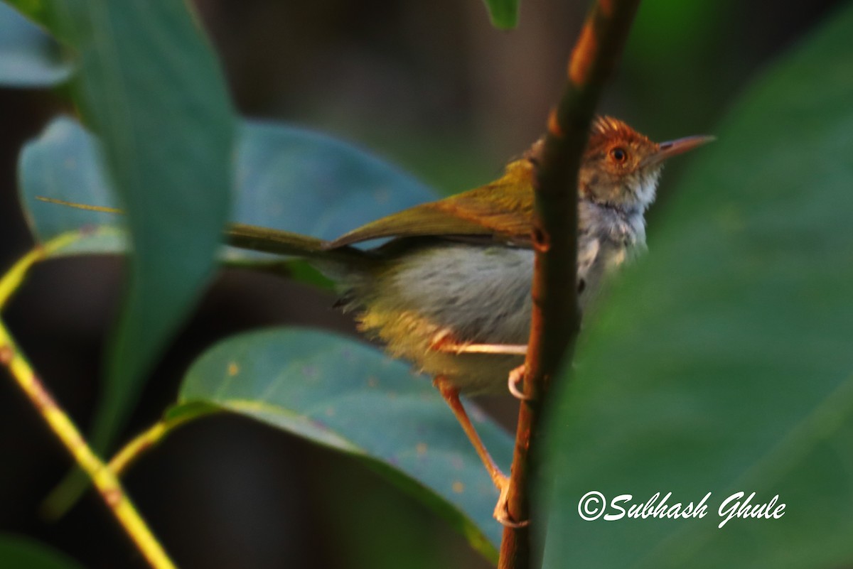 Gray-breasted Prinia - ML620472124