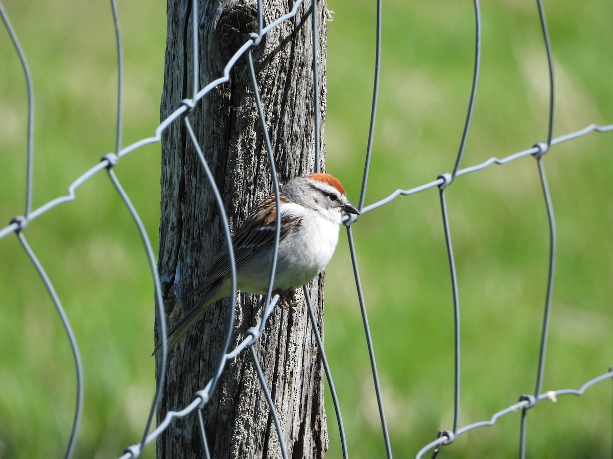 Chipping Sparrow - ML620472126