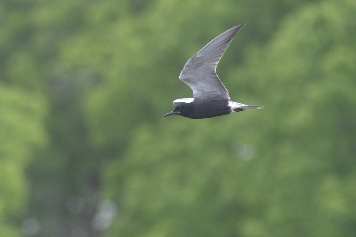 Black Tern - ML620472128