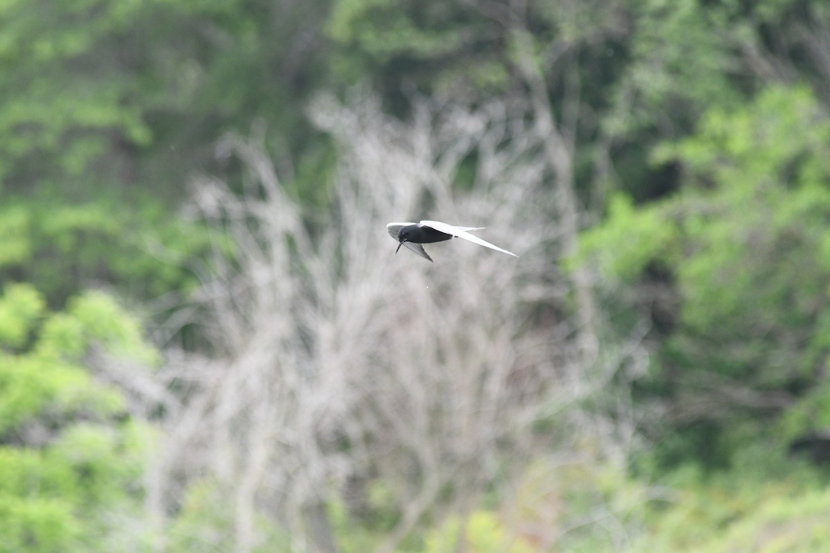 Black Tern - Alexander Taylor