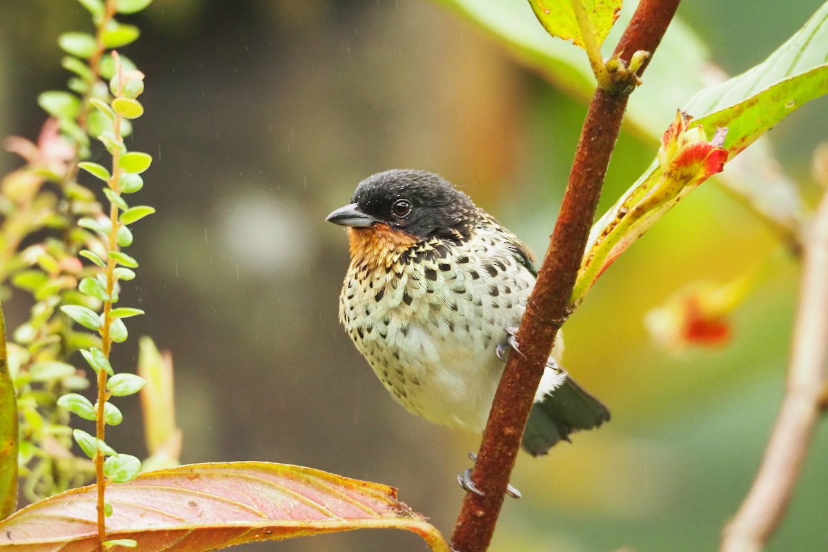 Rufous-throated Tanager - ML620472133