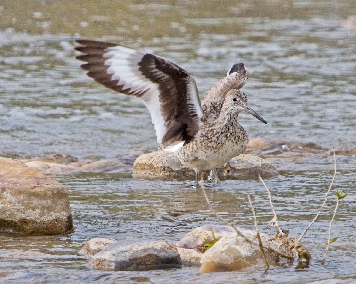 Willet - ML620472135