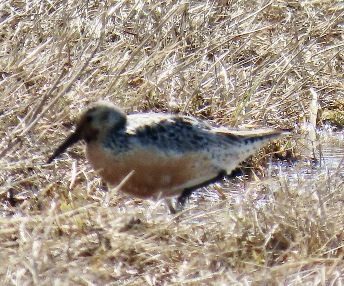 Red Knot - ML620472136