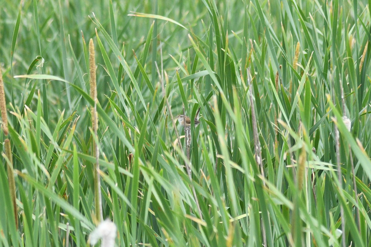 Marsh Wren - Alexander Taylor