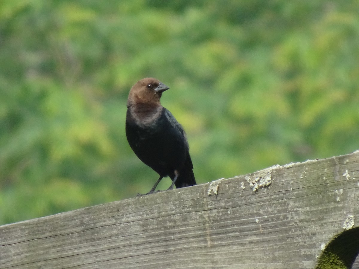 Brown-headed Cowbird - ML620472144