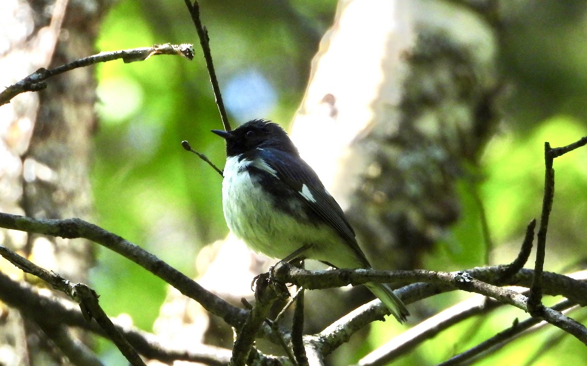 Black-throated Blue Warbler - ML620472154