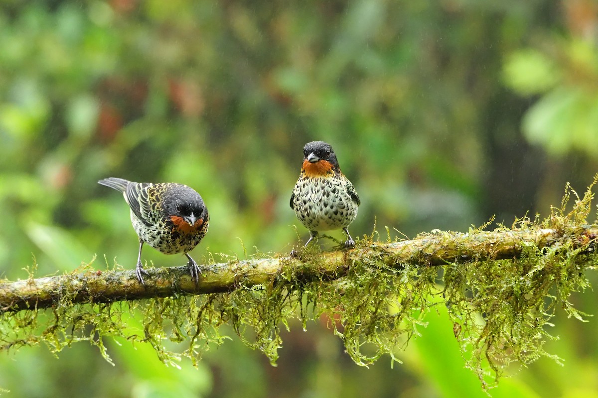 Rufous-throated Tanager - ML620472156