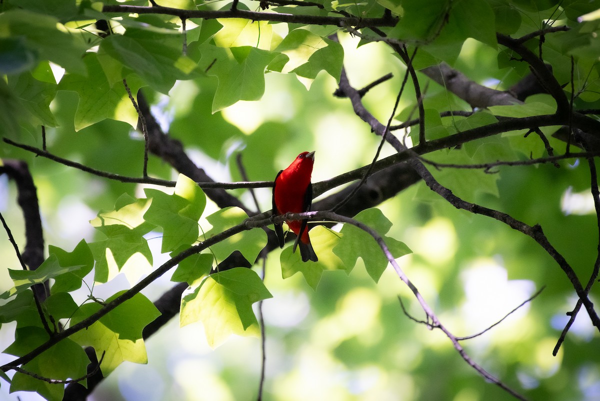 Scarlet Tanager - ML620472157