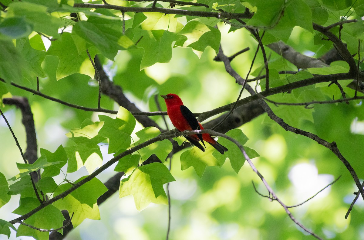 Scarlet Tanager - ML620472158