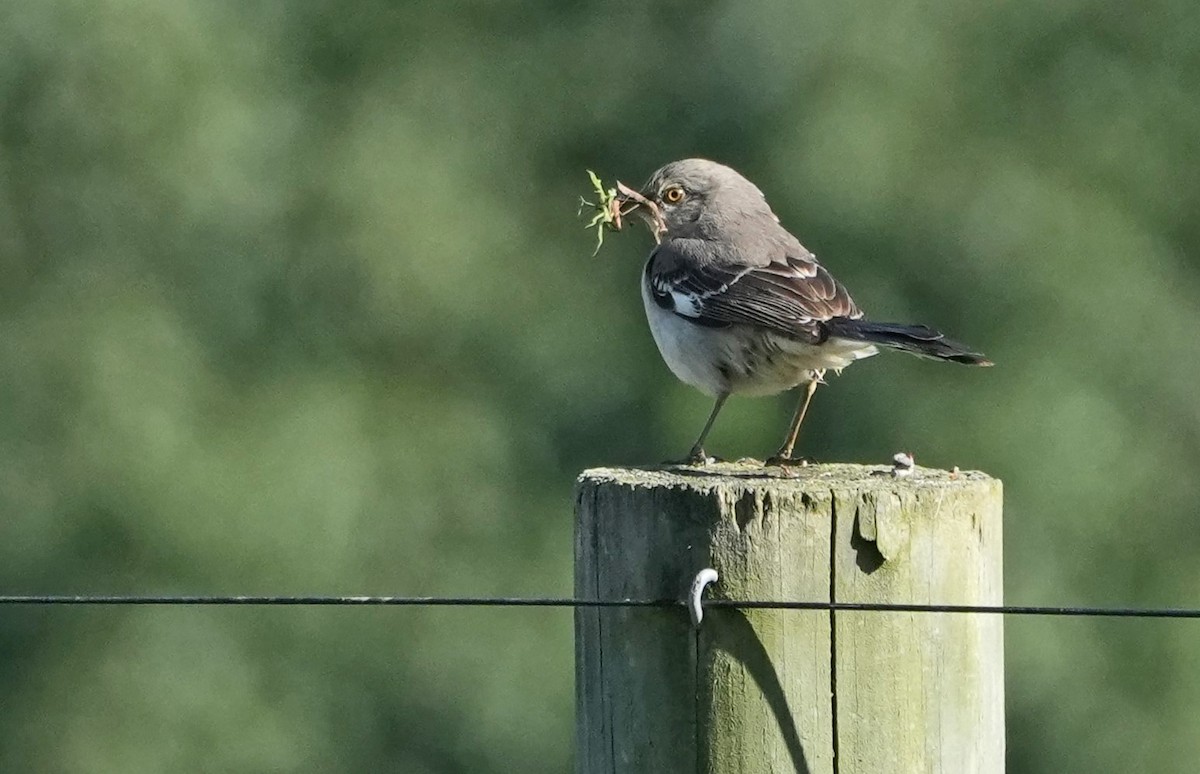 Northern Mockingbird - ML620472162