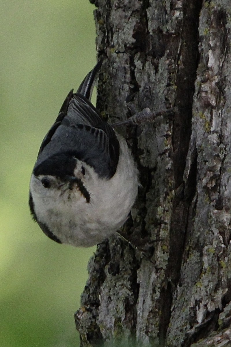 White-breasted Nuthatch - ML620472166