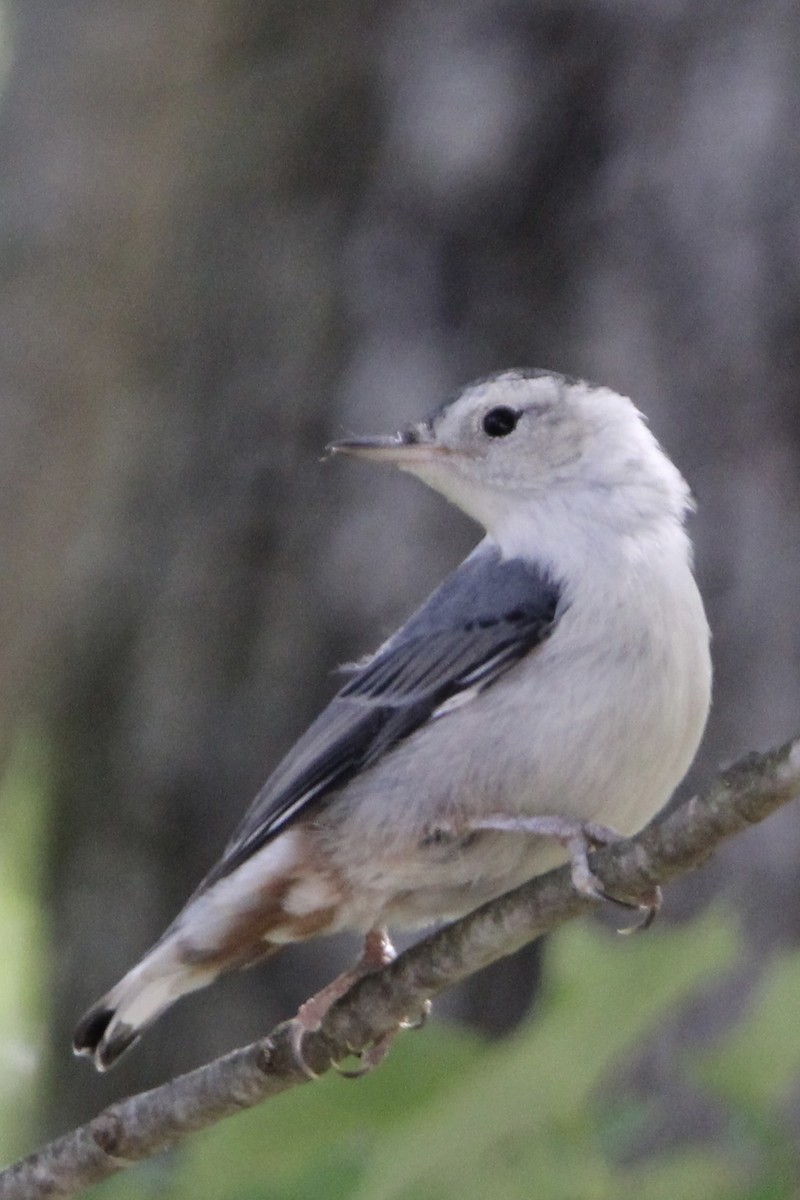 White-breasted Nuthatch - ML620472167