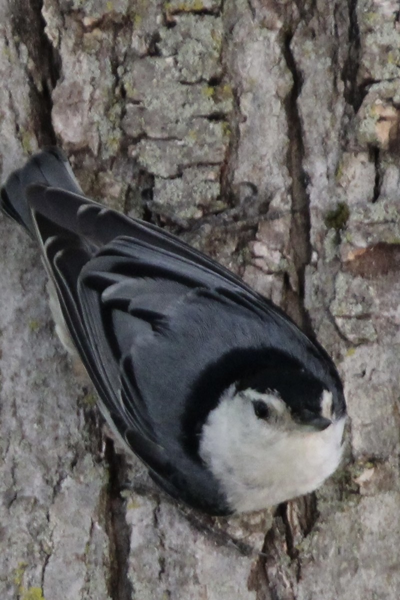 White-breasted Nuthatch - ML620472168