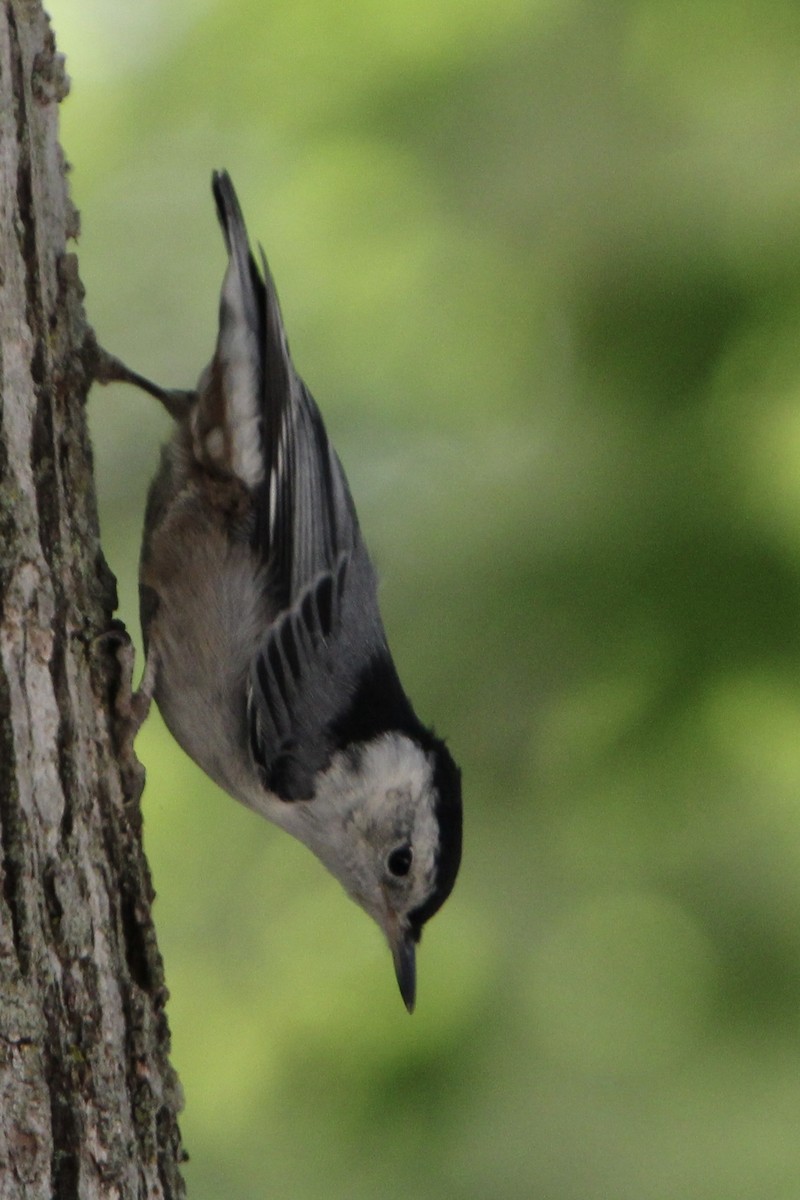 White-breasted Nuthatch - ML620472169