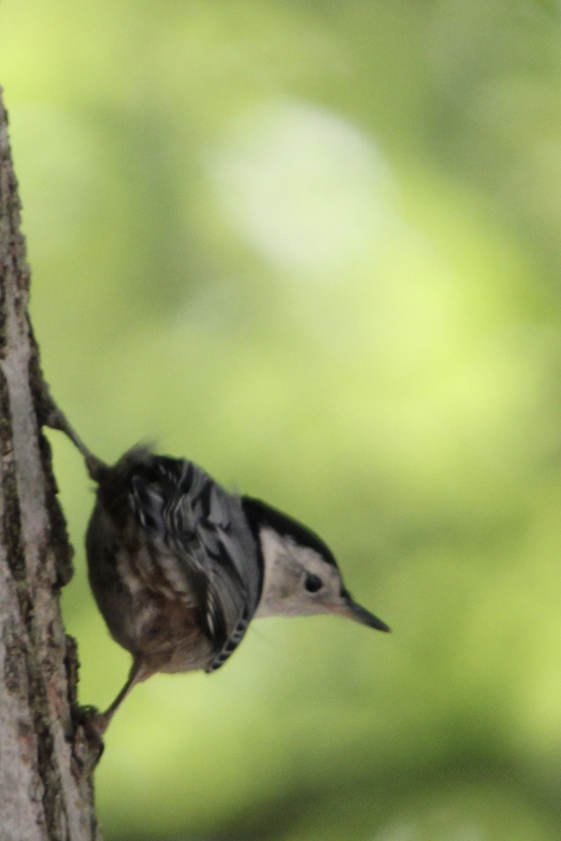 White-breasted Nuthatch - ML620472170