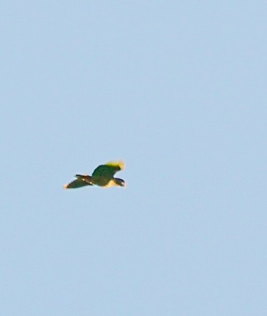 Scaly-headed Parrot - ML620472172