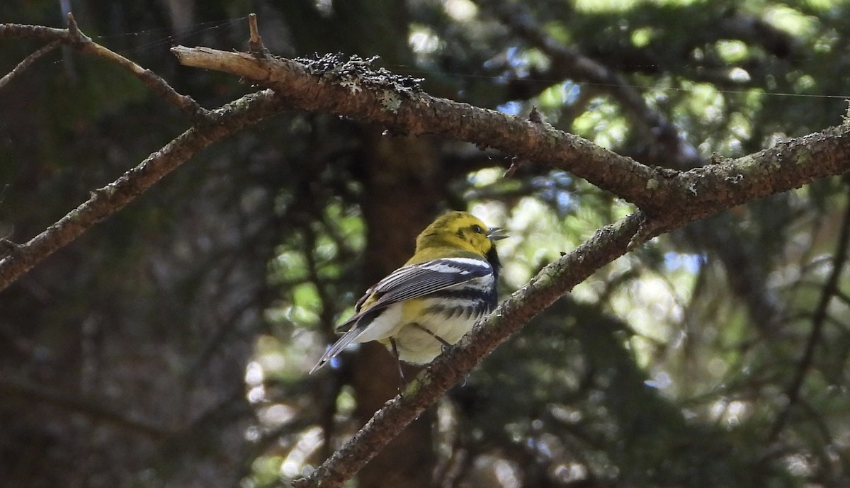 Black-throated Green Warbler - ML620472175