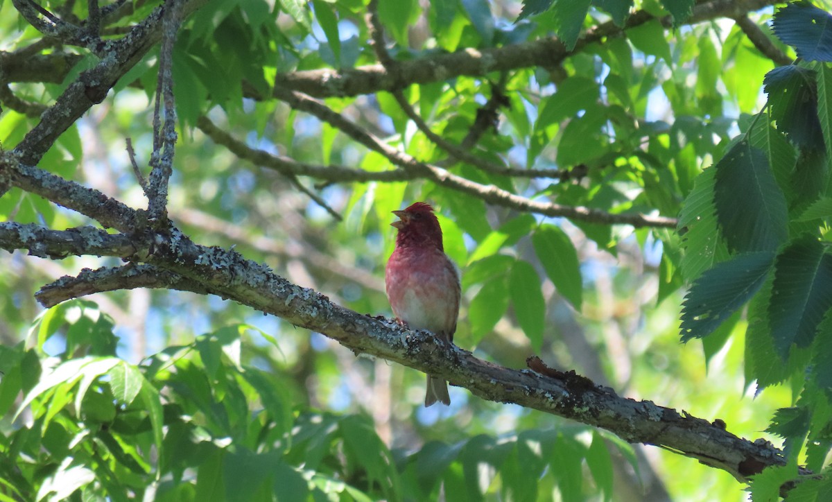 Purple Finch - ML620472178