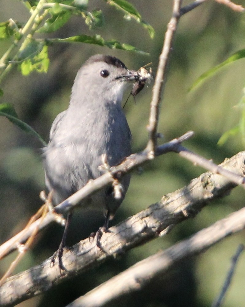 Pájaro Gato Gris - ML620472180