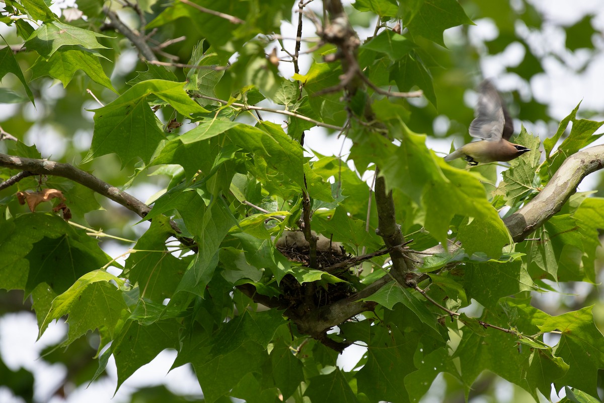 Cedar Waxwing - ML620472182