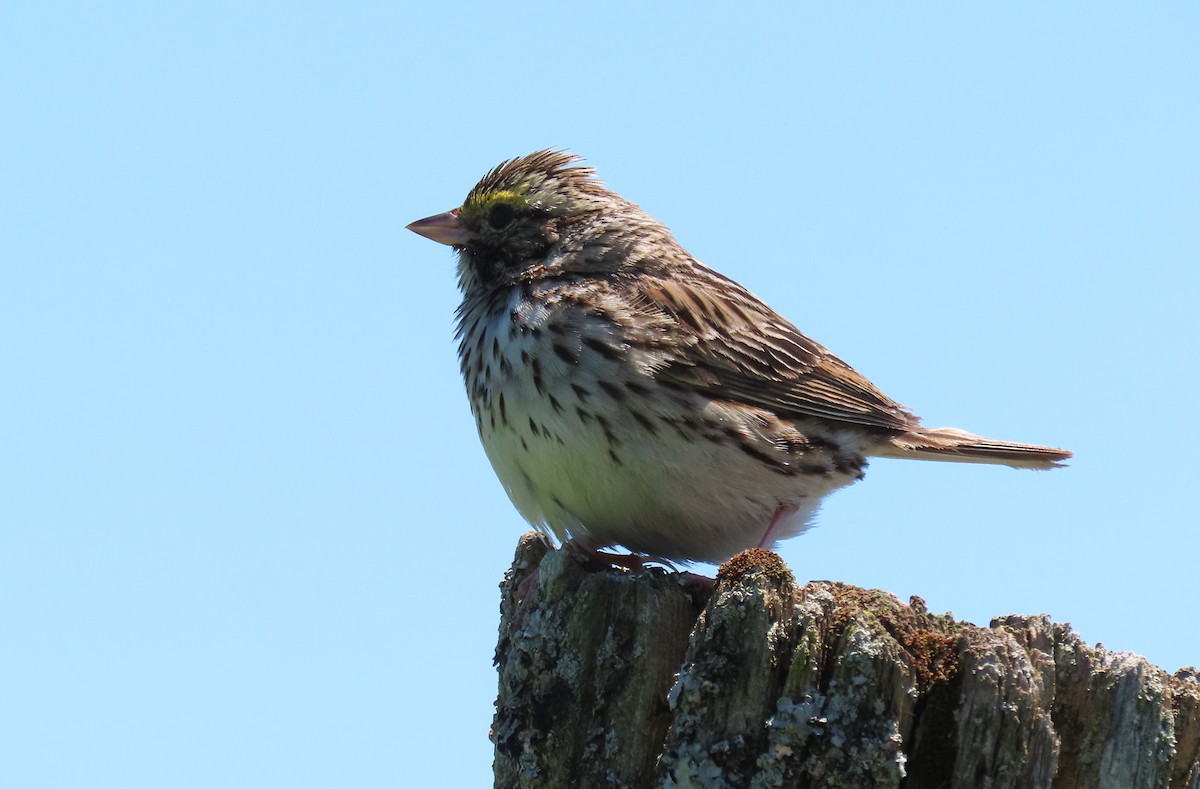 Savannah Sparrow - ML620472183