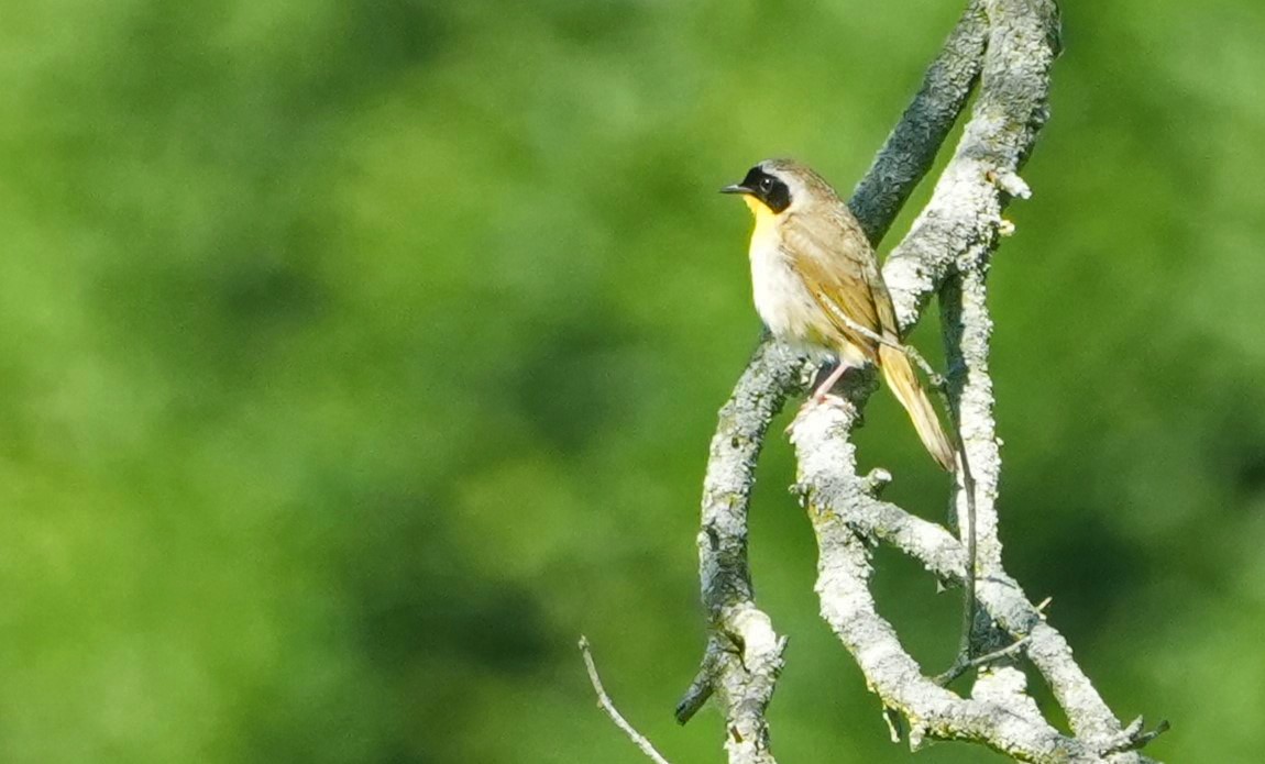 Common Yellowthroat - ML620472184