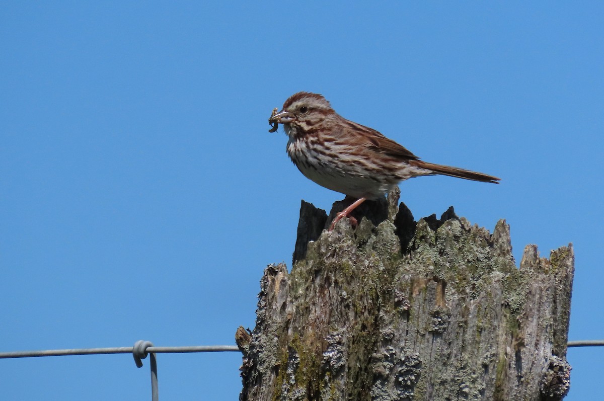 Song Sparrow - ML620472185