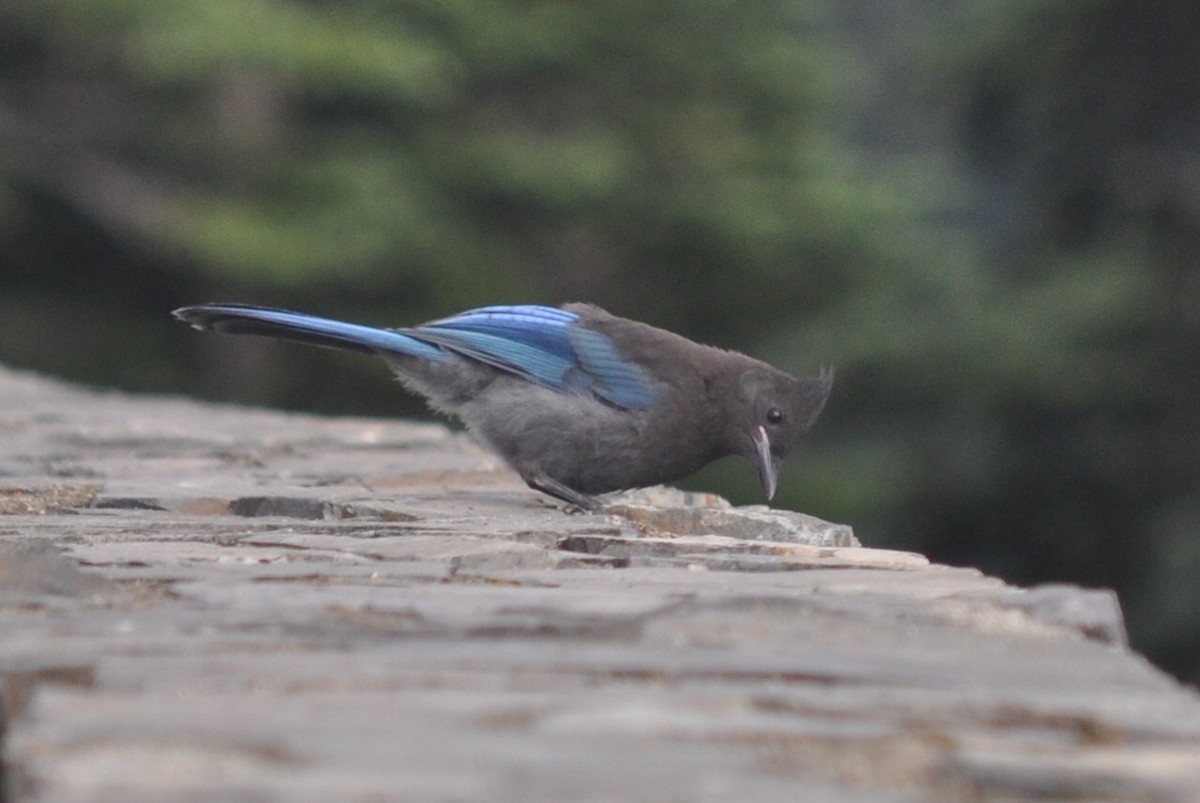 Steller's Jay - ML620472186