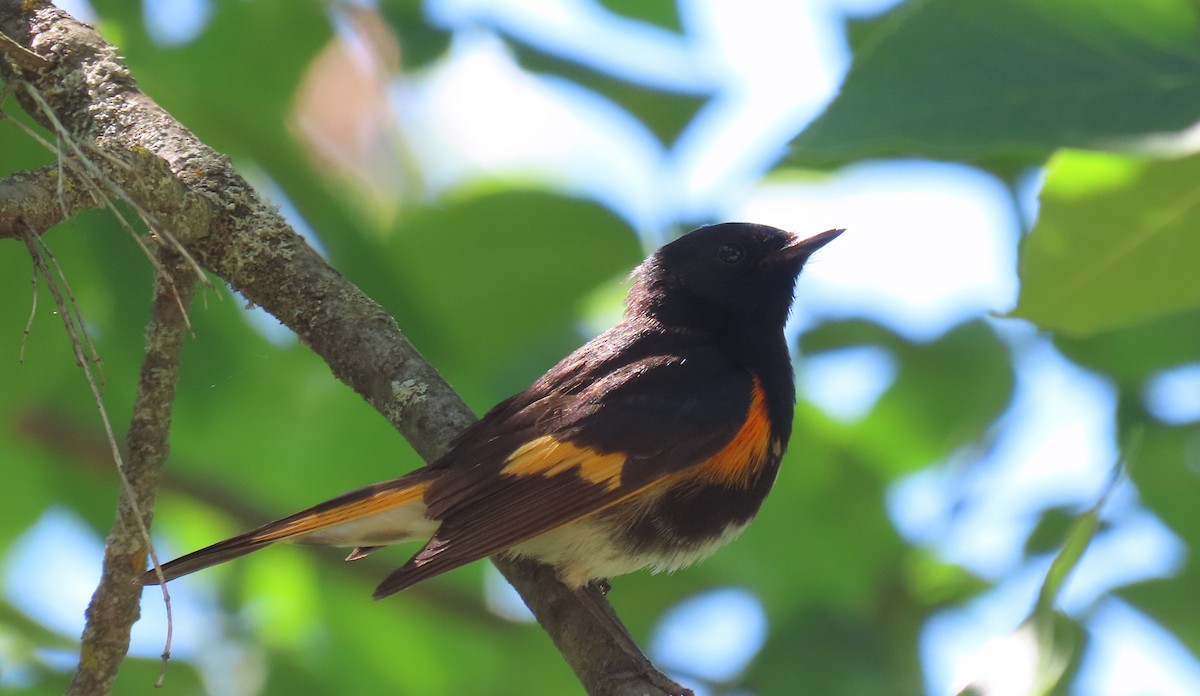 American Redstart - ML620472196