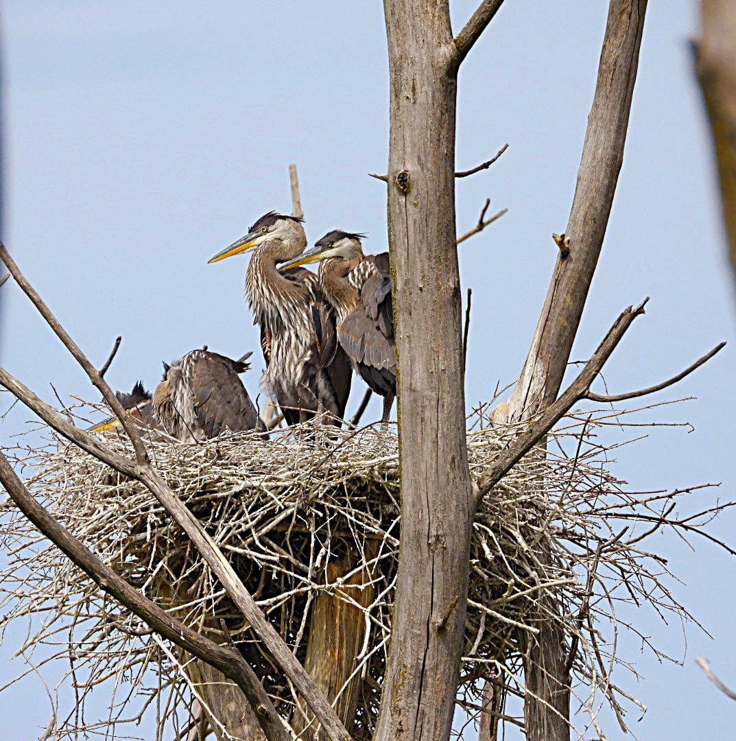 Great Blue Heron - ML620472198