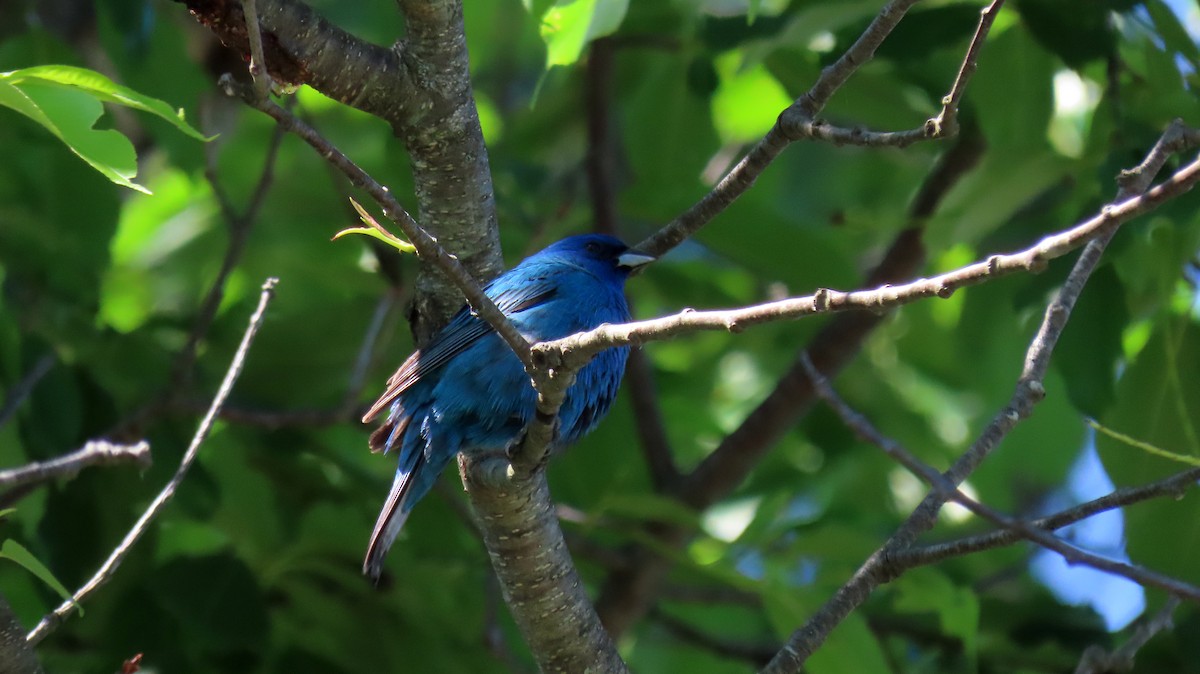 Indigo Bunting - ML620472199