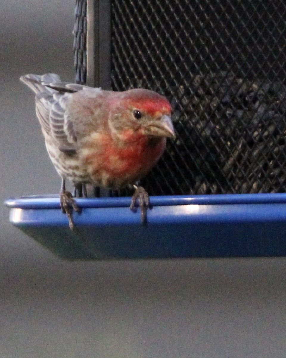 House Finch - ML620472201