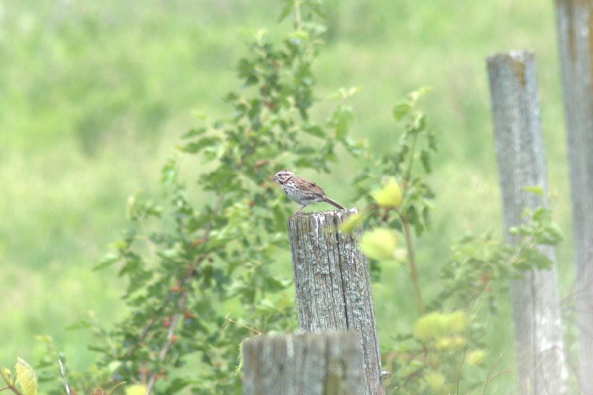 Song Sparrow - ML620472204