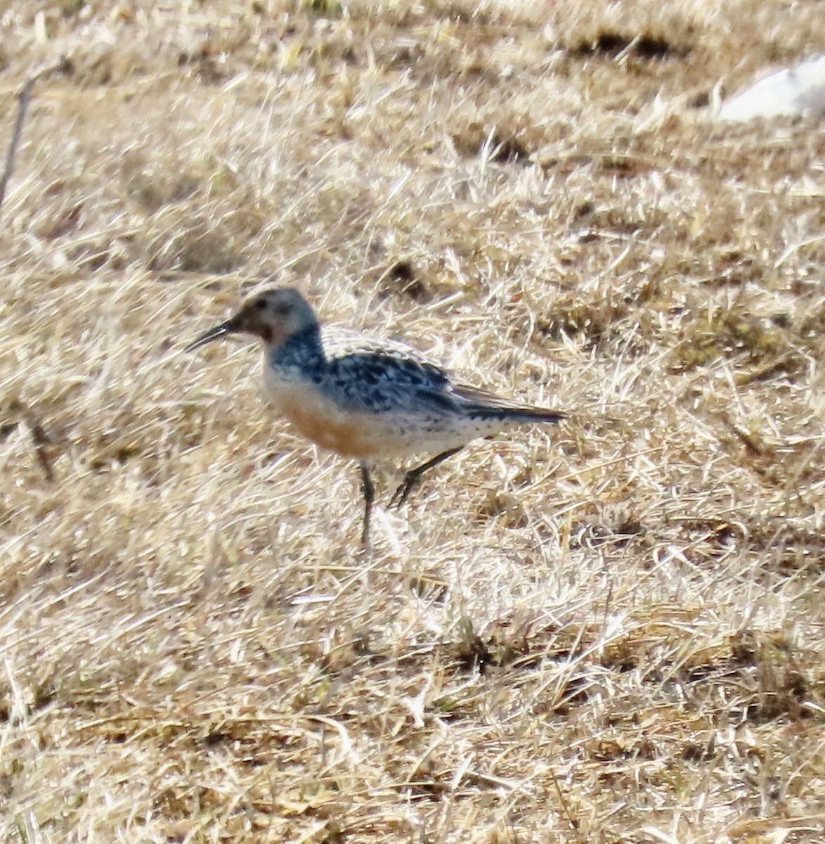 Red Knot - ML620472210