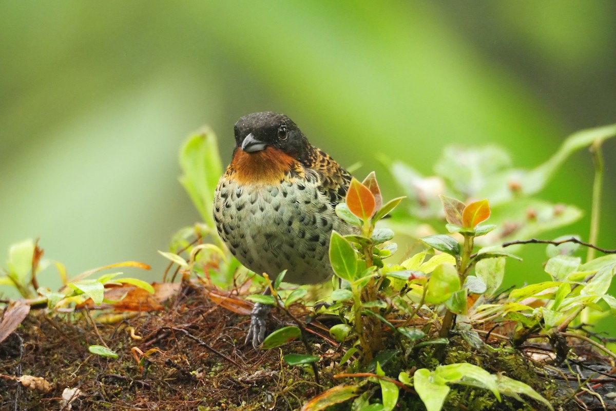 Rufous-throated Tanager - ML620472212