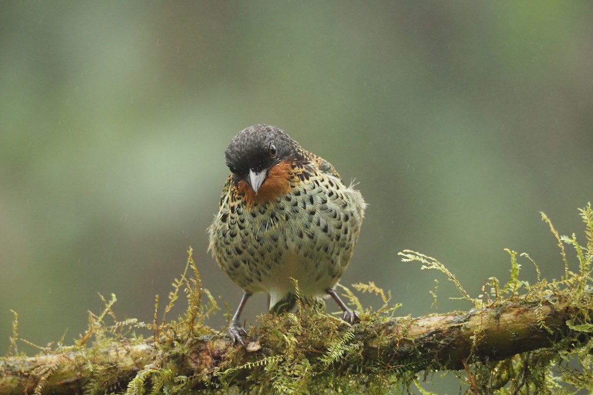 Rufous-throated Tanager - ML620472214