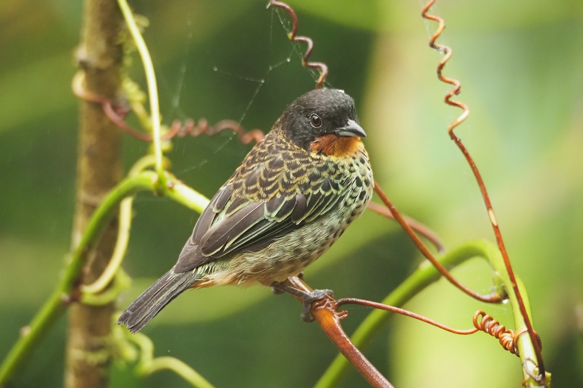 Rufous-throated Tanager - Jorge Humbser