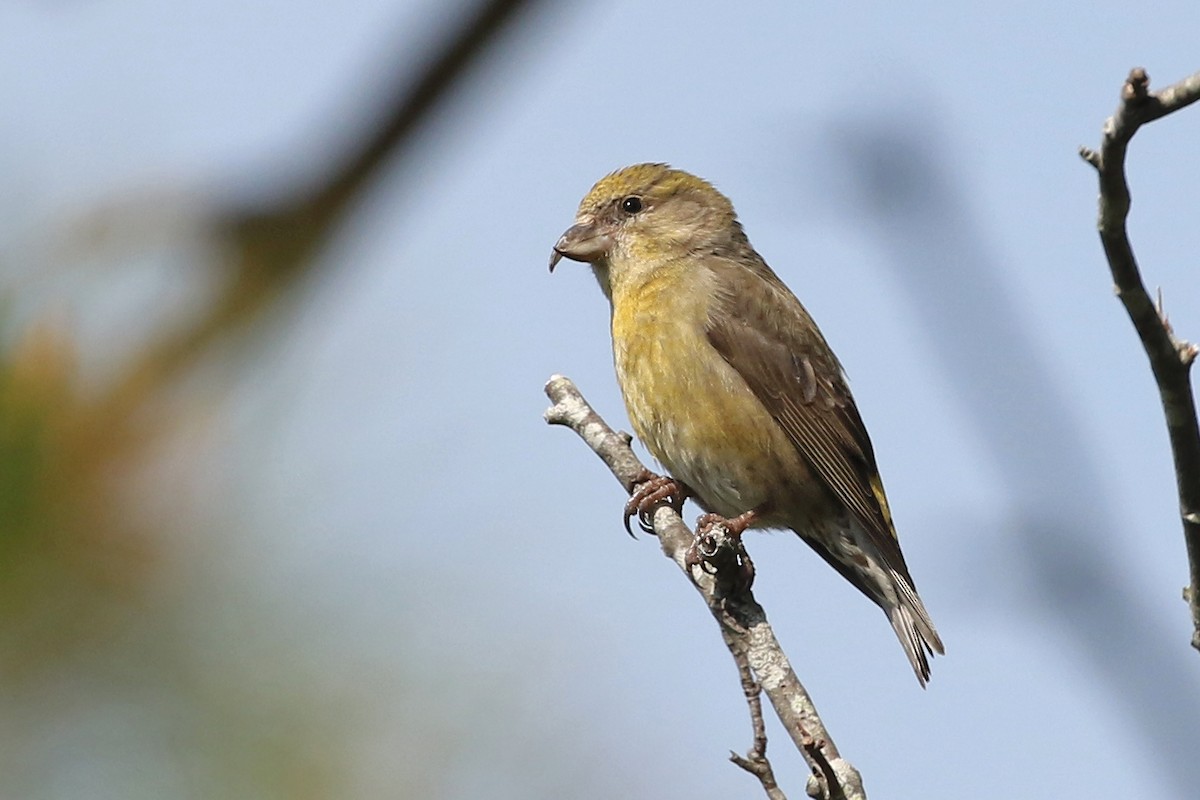 Red Crossbill - ML620472221