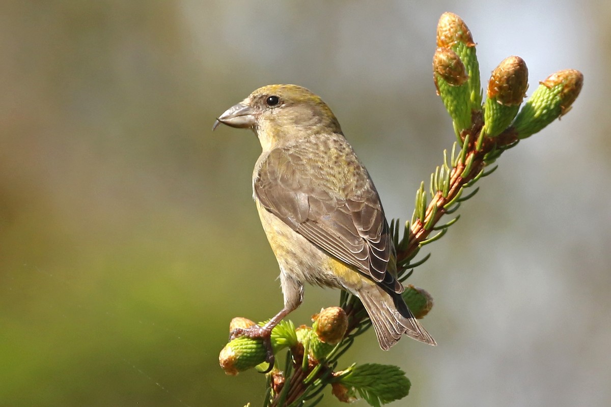 Red Crossbill - ML620472222