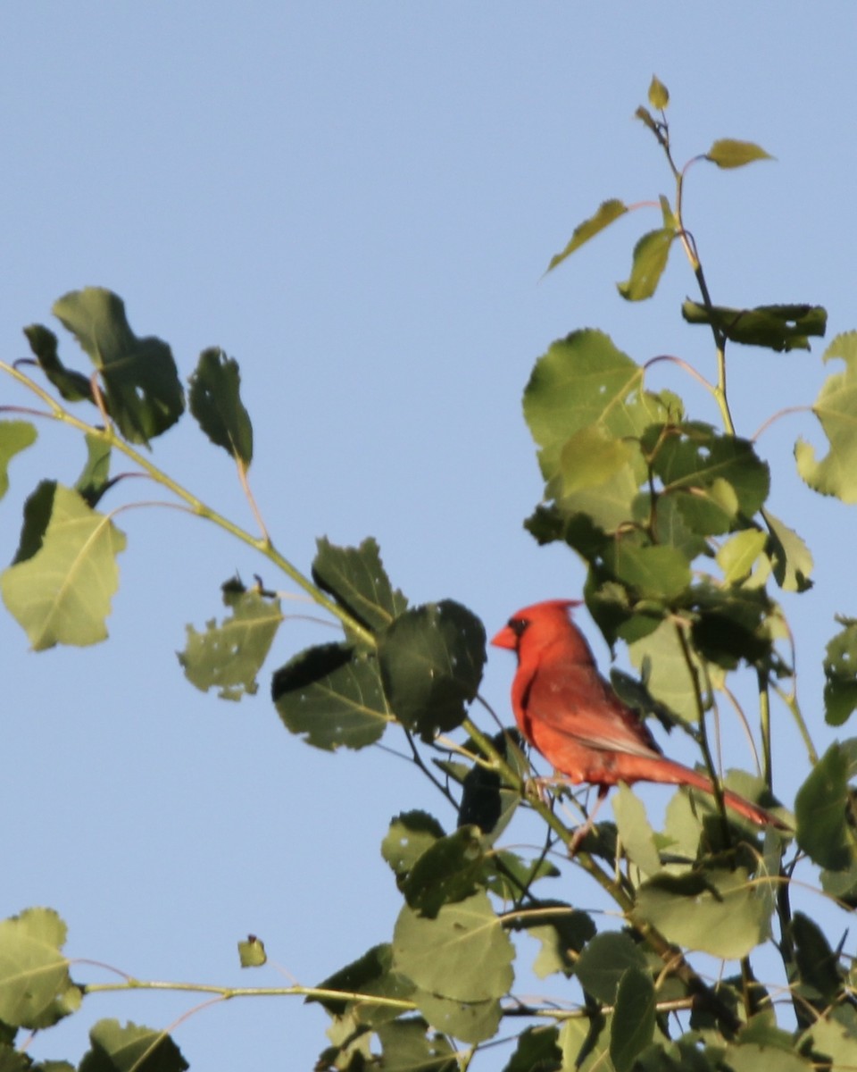 Cardenal Norteño - ML620472231