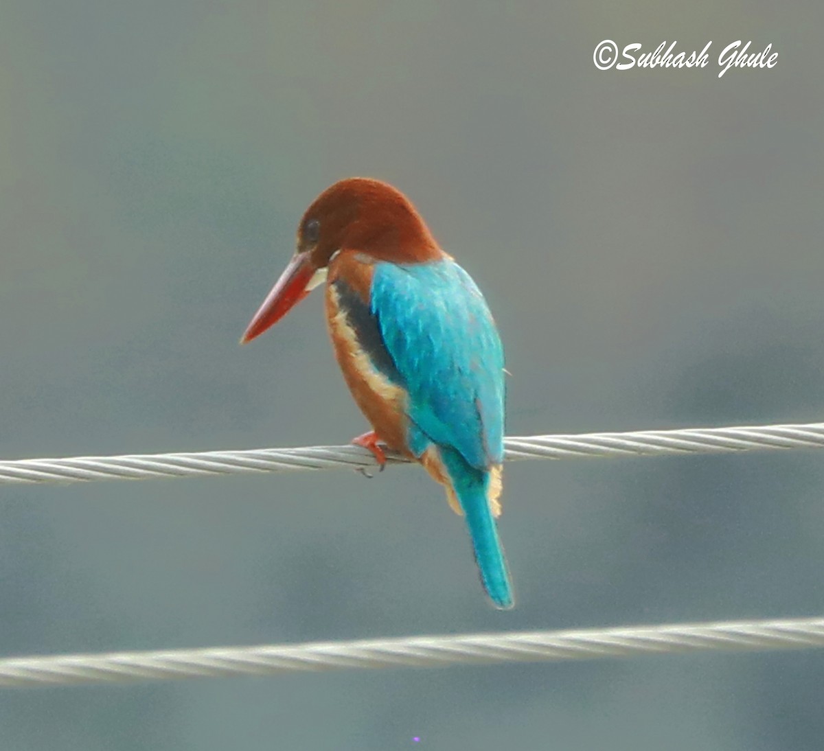 White-throated Kingfisher - ML620472235