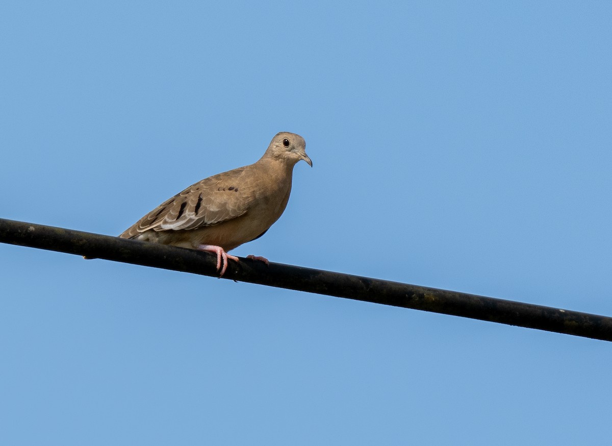 Ruddy Ground Dove - ML620472240