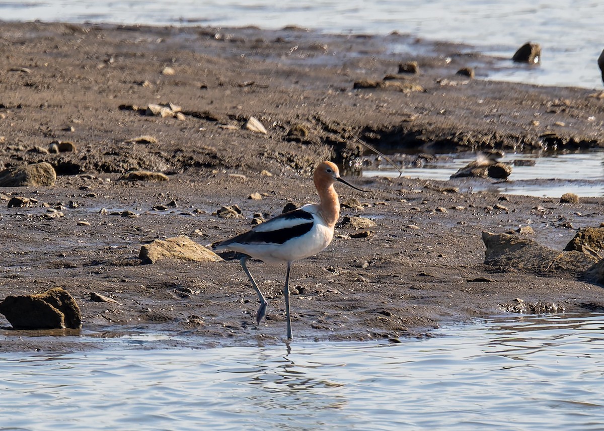 Avocette d'Amérique - ML620472243