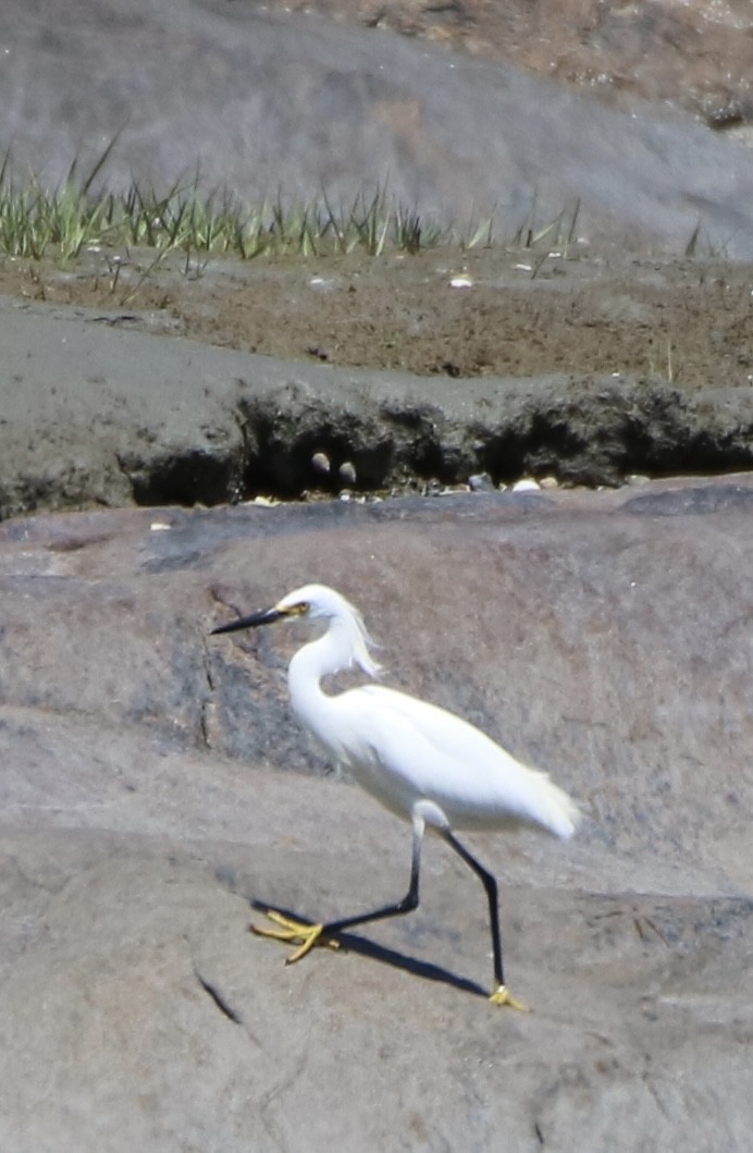 Snowy Egret - ML620472245