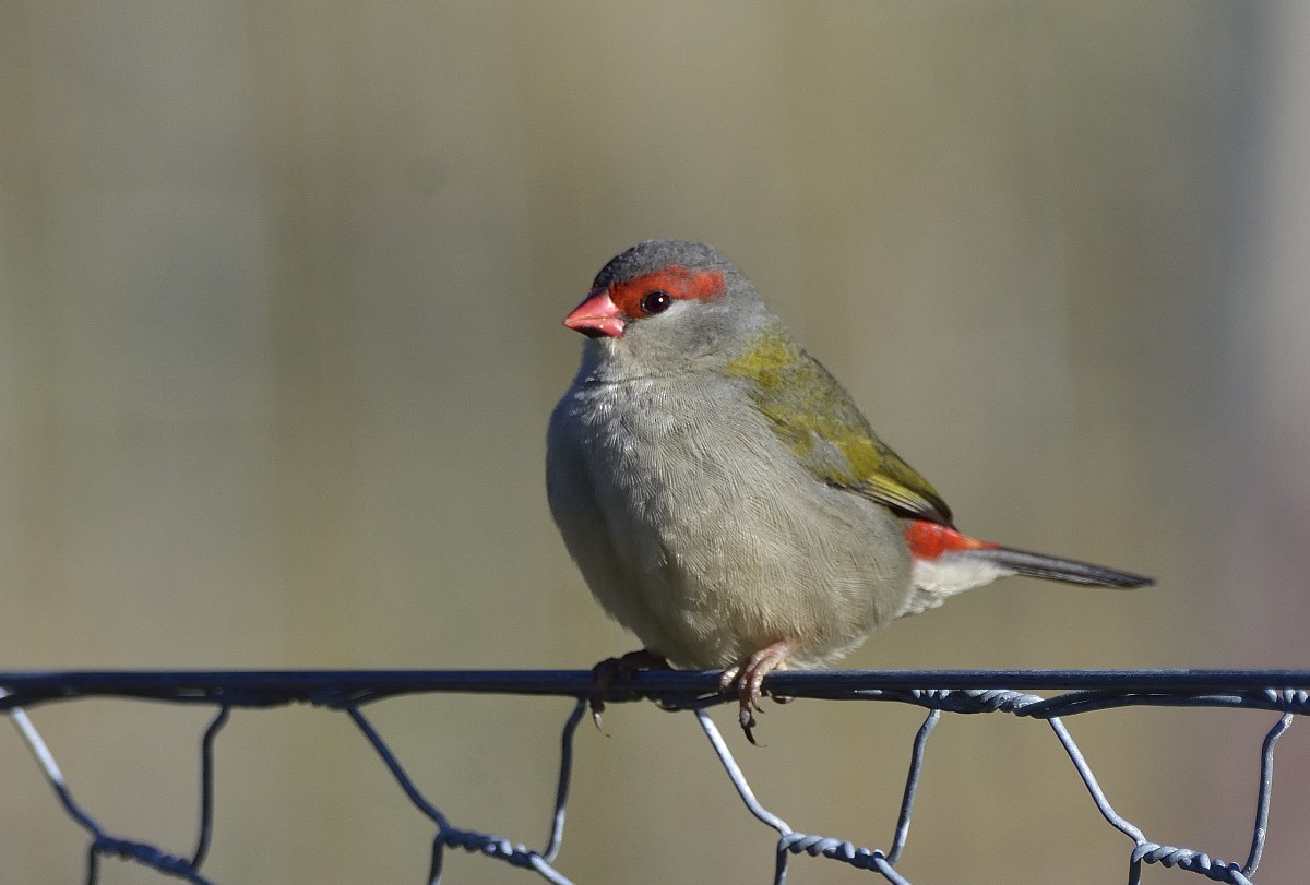 Red-browed Firetail - ML620472253