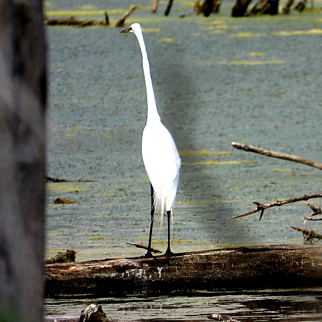 Great Egret - ML620472254