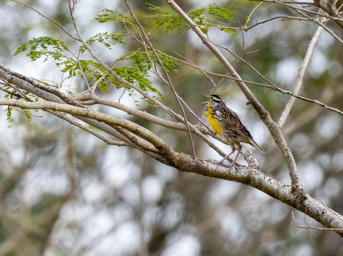 Eastern Meadowlark - ML620472256