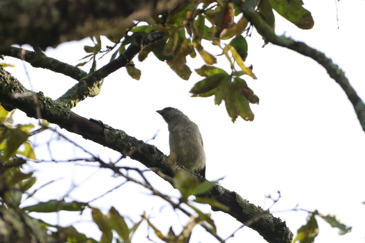 Yellow-winged Tanager - ML620472258